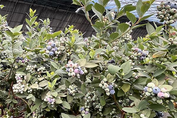 xc sports(中国区)-官方网站