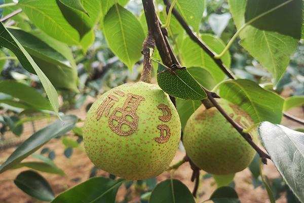 xc sports(中国区)-官方网站